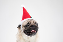 Adorable Pug Wearing Santa Hat In Christmas Day Ready To Celebrated With Owner On Grey Background,Christmas And New Year Concept