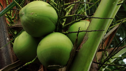 Canvas Print - Four coconut on the tree, coconut cluster on coconut tree