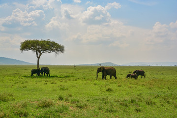 herd of elephants on plains