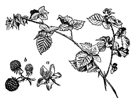 blackberries, botany, branch, common, bramble, flower, plant, fruit, leaves, stem vintage illustrati