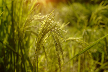 close up of yellow green rice field