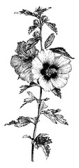 Wall Mural - Flowering Branch of Hibiscus Syriacus vintage illustration.