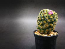 Pink Flower Yellow Pollen On Mini Cactus In Little Pot.Studio Shot Marble Pattern Background Black Tone. Another Name Gymnocalycium, Commonly Called Chin Cactus.