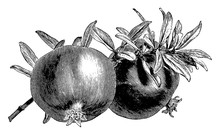 Pomegranate Vintage Illustration.