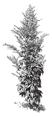 Wall Mural - Artemisia Lactiflora vintage illustration.