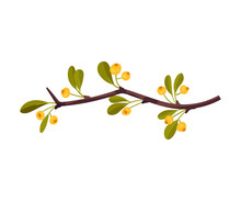Branch With Yellow Berries. Vector Illustration On A White Background.