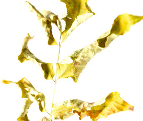 Dry autumn leaf isolated on a white background