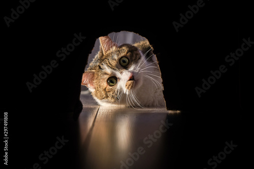 Fotomural The cat preys on the mouse. Watching her at the house.