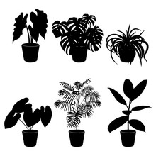 Black Silhouette Tropical Plant In Pot Isolated On The White Background, Vector