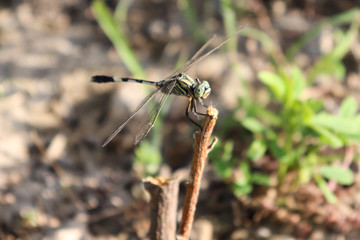 Wall Mural - Close up Black Head dragonfly with white mark sitting on a dry plant in garden park outdoor