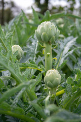 Green artichokes in the field before harvest in France.