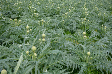 Field of green artichokes before harvest in France.