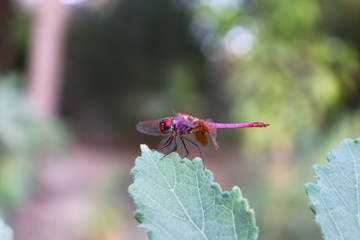 Red Dragonfly on green leaf of plant in garden small insect