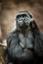Portrait Of Gorilla