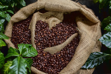 Open Bag With Coffee Beans Slices Of Green Leaves. Beautiful Light, Vigor Of Coffee Beans, Among Coffee Bushes