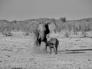 Wall Mural - Elephant And Buffalo