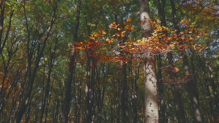 Poster - Autumn colors in forest. Red leaves tree. Camera pans from left to right