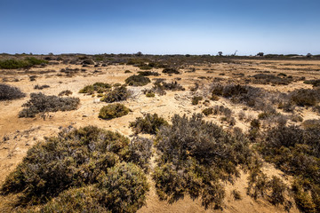 Chrissy island scenery on a sunny summer day with dry trees, brown soil and blue clear sky with haze.