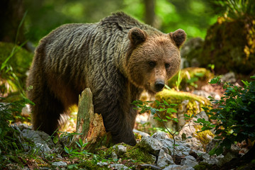 Wall Mural - Wild brown bear (Ursus arctos) close up