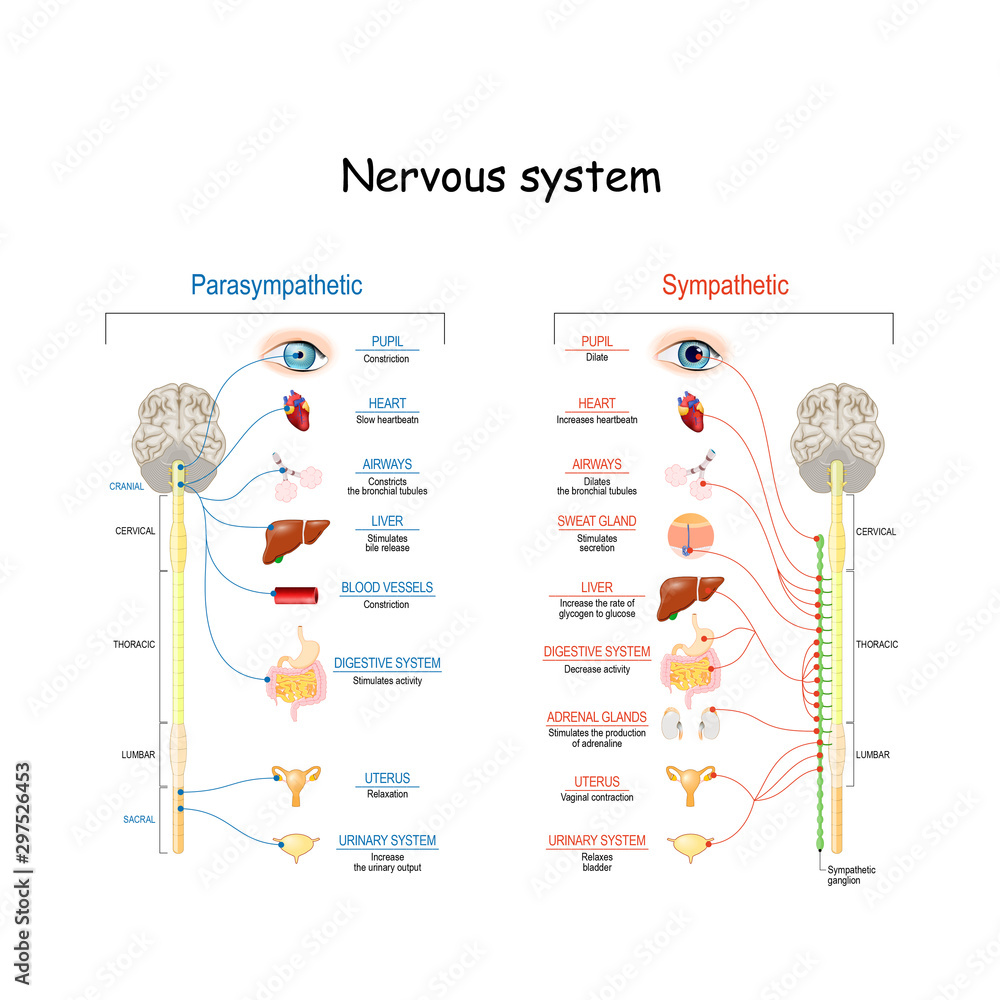 Sympathetic And Parasympathetic Nervous System. Difference. - obrazy, fototapety, plakaty 