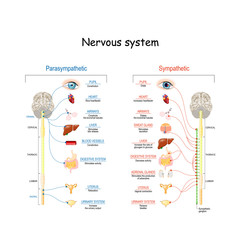 Wall Mural - Sympathetic And Parasympathetic Nervous System. Difference.