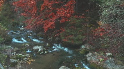 Wall Mural - Rapid waters and autumn colored trees