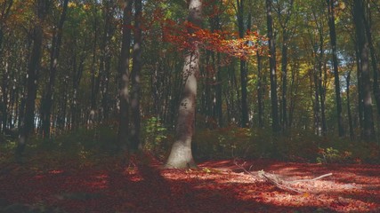 Poster - Red leaves tree inside autumn forest. Warm sunlight on the tree