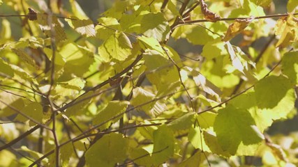 Wall Mural - Static shot of autumn yellow leaves in the wind. Background colors of autumn