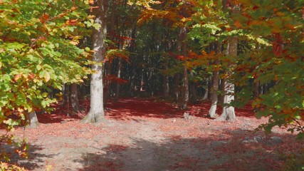 Poster - Walk inside a forest. Autumn colors in the forest