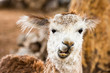 Funny looking alpaca, close up of the head