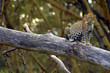 Leopardo arbol