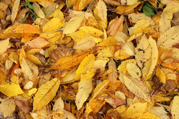 Wall Mural - Yellow autumn leaves lie on the ground