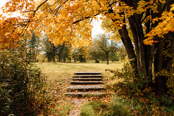 Wall Mural - beautiful autumn tree leaves in the park