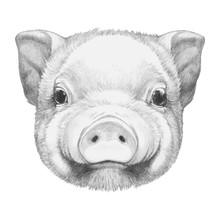 Portrait Of Piggy. Hand Drawn Illustration. Vector Isolated Elements.
