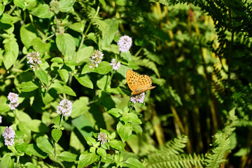 Wall Mural - Argynnis - butterfly with orange wings on flower among green leaves.