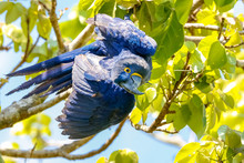 Hyacinth Macaw Hanging Upside Down From A Tree Branch, Facing Camera, Pantanal Wetlands, Mato Grosso, Brazil