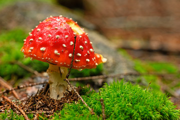 Wall Mural - Amanita muscaria - Amanita muscaria growing in the forest.