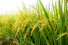 Rice Field. Closeup Of Yellow Paddy Rice Field With Green Leaf And Sunlight In The Morning Time.