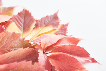 Wall Mural - close up view of colorful red leaves of wild grapes isolated on white