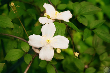 white flowers of apple tree