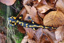 Yellow-black Salamander On Leaves In The Forest
