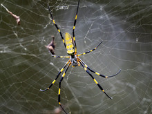 Nephila Clavata Joro Orb Weaver Spider On Web 8
