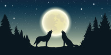 Two Wolves Howl At The Full Moon In Forest Landscape Vector Illustration EPS10