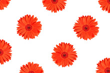 Texture Or Pattern Red Gerbera Flower Isolated On White Background. For Design. Flat Lay, Top View.