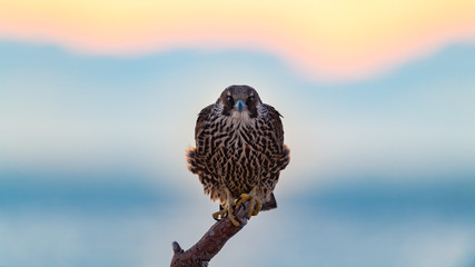 Wall Mural - Peregrine Falcon perched on the beach at sunrise.