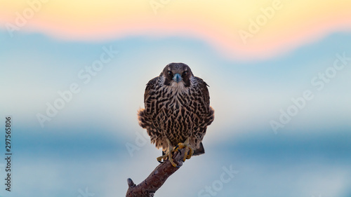 Fotomural Peregrine Falcon perched on the beach at sunrise.