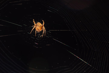 small orb spider spins its web in the dark