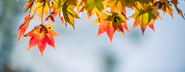 Wall Mural - Autumn Red Maple Leaves with copy space background.