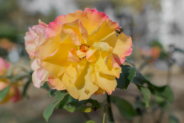 Wall Mural - bug eating leaves of yellow rose