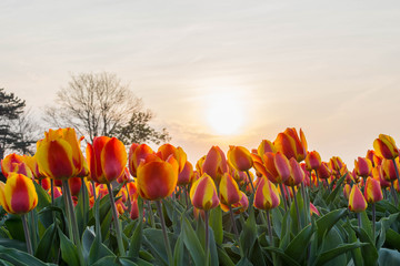 Wall Mural - orange tulips in the netherlands